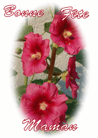 Les roses tremieres de maman